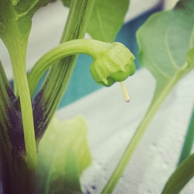 Spotted the first peppers! This year we upped our pepper game to 4x more plants than last year. Looking forward to pepper insanity! #peppers #greenpeppers #baby #vegetablegarden #rooftop #NYC #Brooklyn #vegetables #healthyeating #garden #gardening #urba