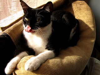 6º Concurso fotográfico "¿Se te comió la lengua el gato?" Bases y fotos participantes 14369213295_feaee0d990_n