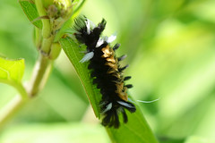 Milkweed Tussock Moth Caterpillar (Euchaetes egle)