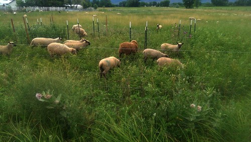 colorado sheep farm boulder co livestock grazing tallgrass graze inthethickofit