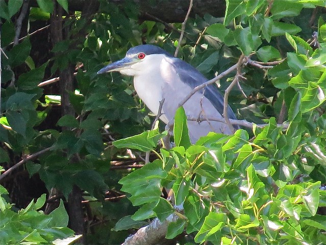 Black-crowned Night-heron at Kaufman Lake in Champaign, IL 02