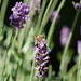 Makroaufnahmen Biene am Lavendel