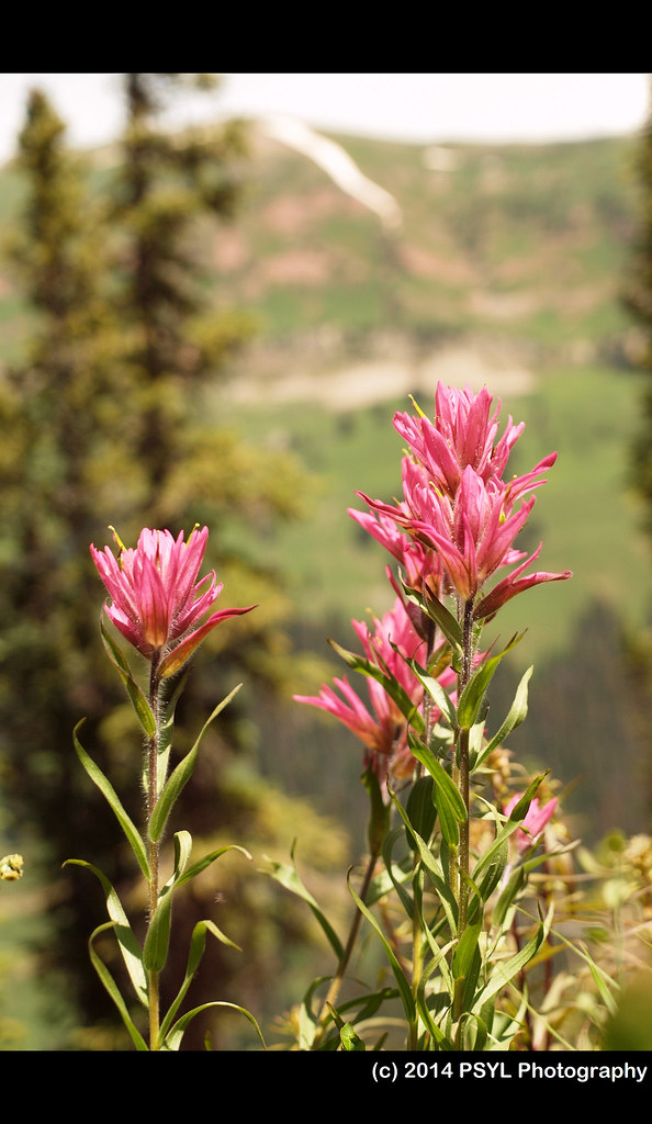 Rosy Paintbrush (Castilleja rhexifolia)