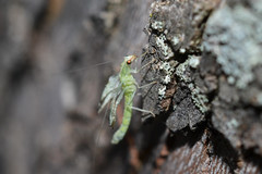 Green Lacewing Imago (Chrysopidae) post molt