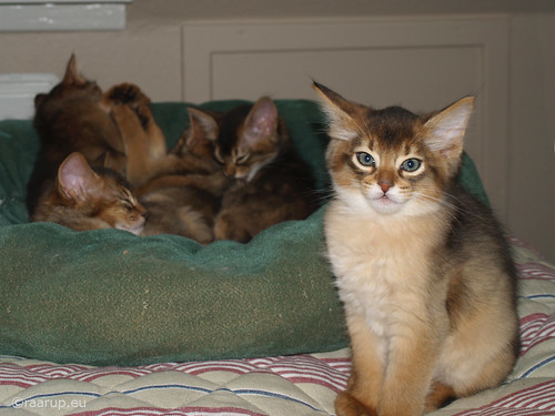 Somali kittens, 8 weeks (2007)