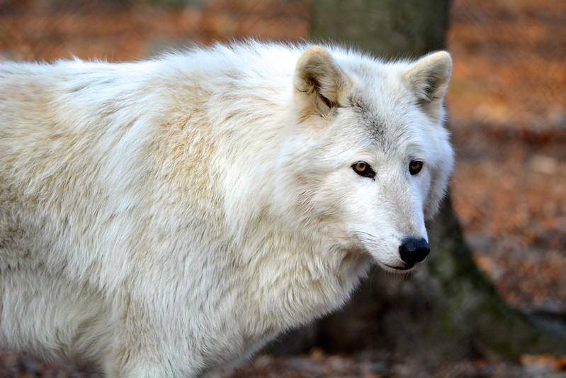 Arctic Gray Wolf