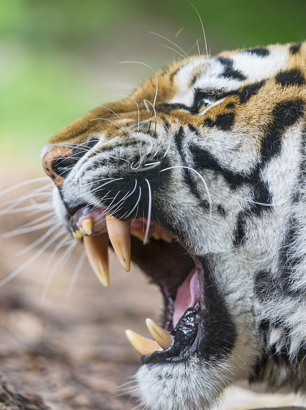Screaming female Siberian tiger