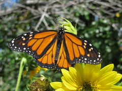 Monarch Butterfly Release Children's Garden, Lima, OH