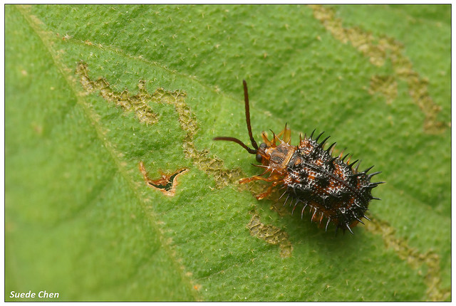 褐斑鐵甲蟲 Dactylispa higoniae (Lewis, 1896)