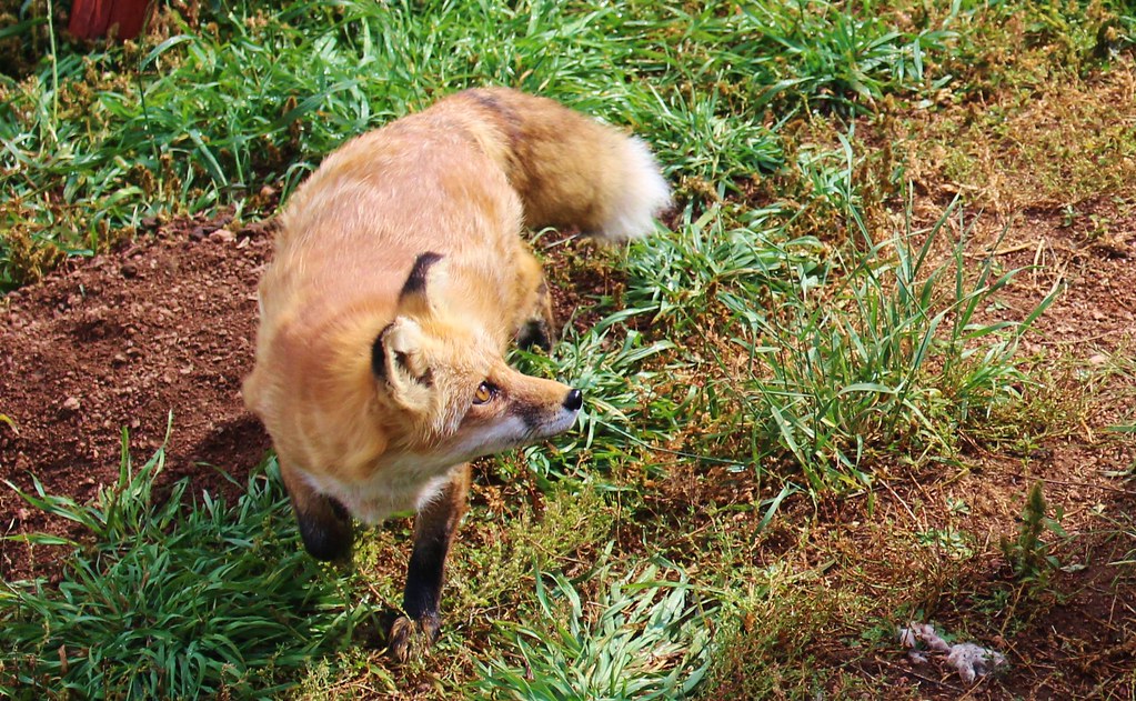 Colorado Sept '14 fox