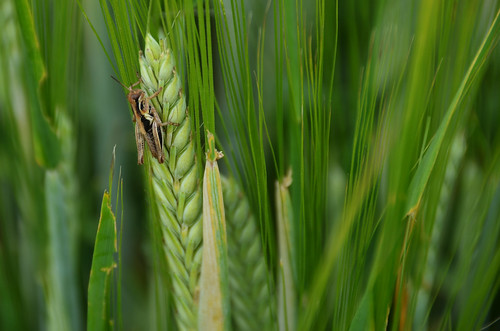 summer canada insect head wheat july alberta grasshopper 2014 7月 七月 カナダ 文月 bookmonth fumizuki アルバータ州 shichigatsu 平成26年