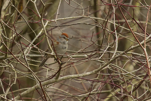 pennsylvania american tree sparrow spizelloides arborea