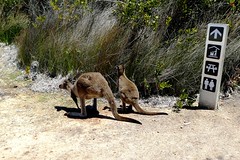 Esperance Cape Le Grande Lucky Bay Yes With Kangaroo`s