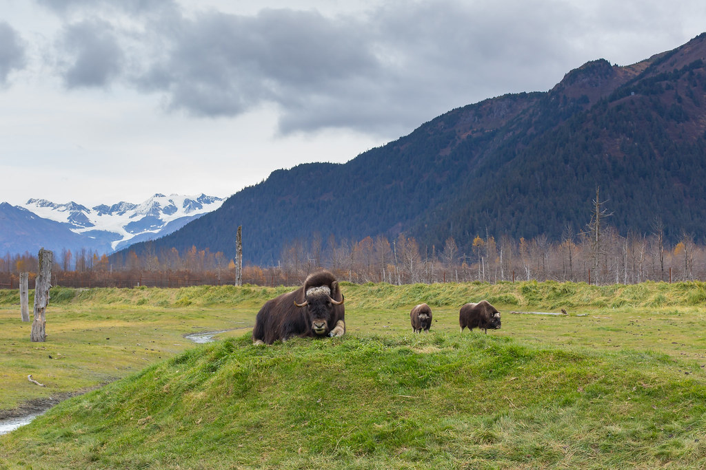 Alaska. Alaska Wildlife Conservation Center