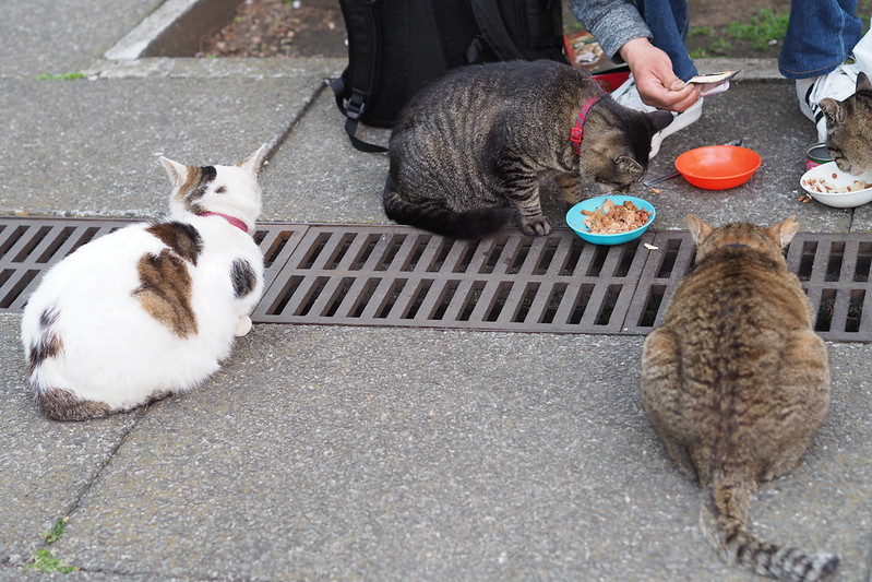 東池袋中央公園の猫。ご飯を食べるキジ虎1号、茶キジ、待つキジブチ