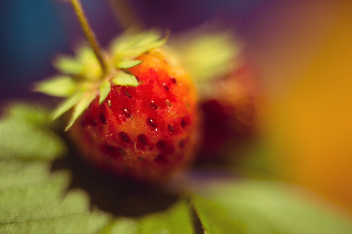 blue red summer test orange color colour alex june closeup fruit canon project photography eos strawberry berry focus colorful experimental photographer dof graphic designer experiment seed depthoffield week colourful leef weekly fruity trial 52 6d 2014 summery p52 alexandrou rapidrat