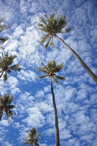 Moorea palm trees