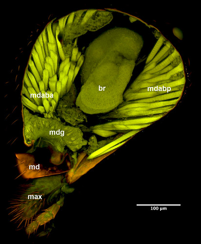 Sagittal section of wasp head, revealing muscles, brain, and mandibular gland