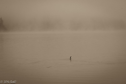 179-365 Foggy Morning Swim