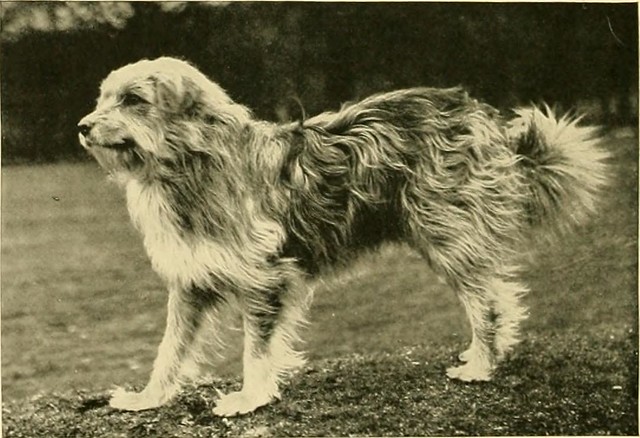 Image from page 131 of "The new book of the dog : a comprehensive natural history of British dogs and their foreign relatives, with chapters on law, breeding, kennel management, and veterinary treatment" (1911)