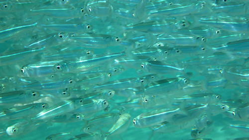 fish nature underwater wildlife redsea egypt silversides southsinai nuweibaa