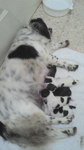Fita and her puppies