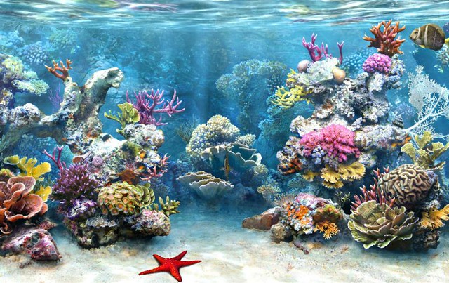 1_coral_reef_diarioecologia.jpg