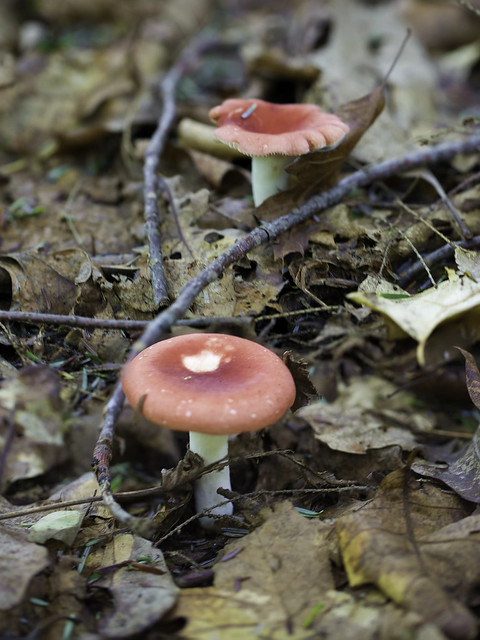 mushroom22