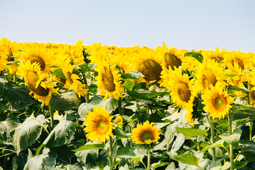 summer usa rural michigan farm unitedstatesofamerica sunny sunflower allegan ruralmichigan allegancounty puremichigan cheshirecenter