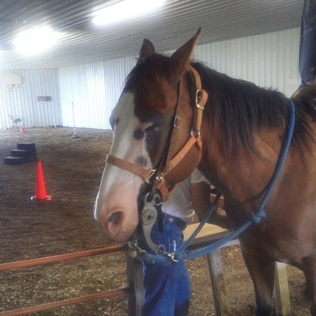 Cisco getting ready to work #horses