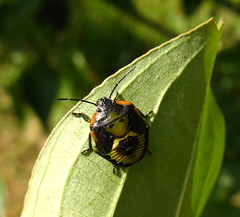 Chinavia hilaris (green stink bug) Hemiptera IMG_6664