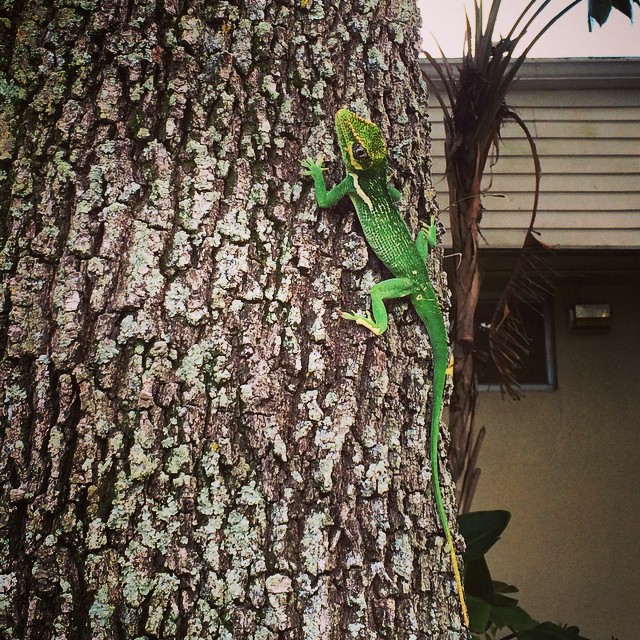 Saw this amazing & #beautiful #lizard outside our temple the other day! #lizards #lizardsofinstagram #wildlife #southflorida #crazysouthfloridalizardspotting #animals #reptile