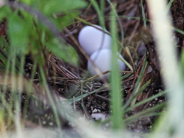 Common Ground-Dove nest 20140822