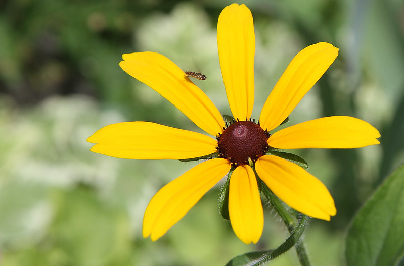 black-eyed susan with friend