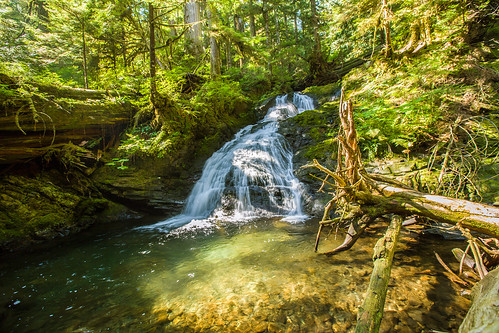 trees waterfall moss logs boulders snags snohomishcounty mountainloophighway lake22 lake22creek