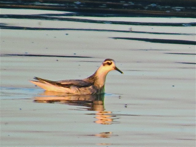 Red Phalarope at the Gridley Wastewater Treatment Ponds in McLean County, IL on 9-16-14 01