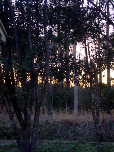 lumberton nc northcarolina robesoncounty outdoors outside earlyevening lateafternoon tree trees sunlight sunset settingsun foliage leaves branches treelimbs nature landscape scenic