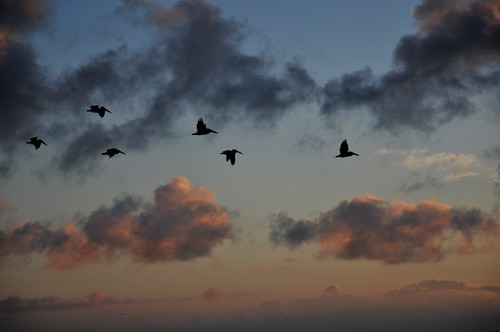 morning birds clouds sunrise texas sargent