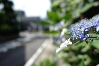 The flowers of Hydrangea in commuting 2014/06 No.6.