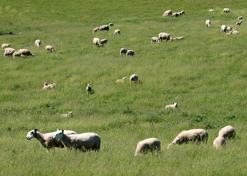 minnesota sheep