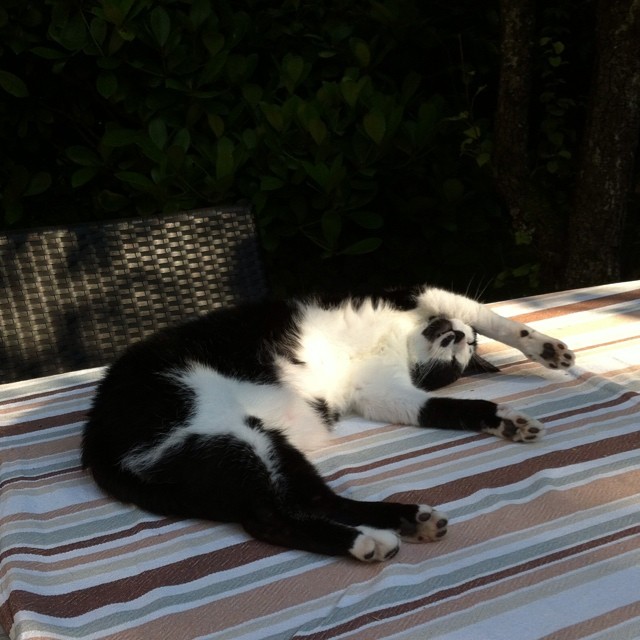 Domino (a.k.a. The Diva) has found a new favorite sleeping spot. On the table in our garden.
