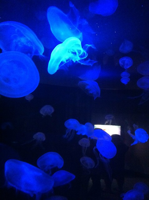Albuquerque Aquarium 7-19-2014