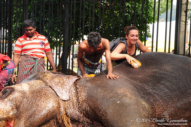 Elephants - Esala Perahera Kandy 2014