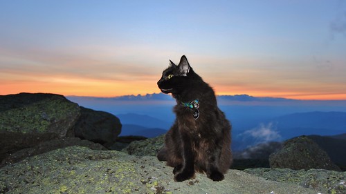 park new sunset pet white mountains standing cat canon washington friend kitten rocks mt state watching july kitty peak nh hampshire buddy presidential mascot mount observatory summit mm marty range viewing obs 2014 1755 mwo presidentials 1755mm canonefs1755mmf28isusm 60d