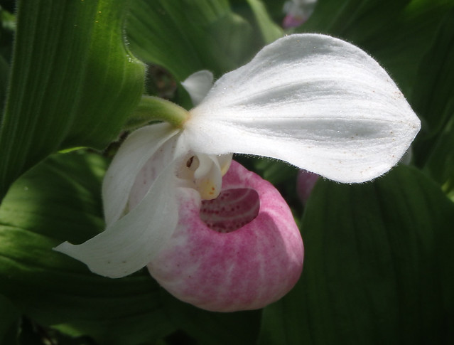 one showy lady's slipper photographed from above