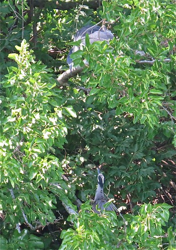 Black-crowned and Yellow-crowned Night-herons at Kaufman Lake in Champaign, IL 09