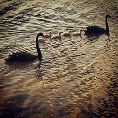 Meet the Swan family