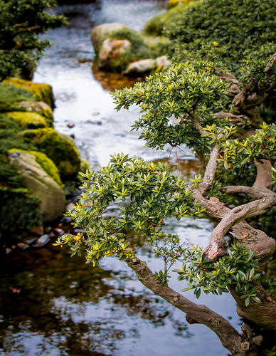 water japan garden stream branch maeda kanazawa kenrokuen