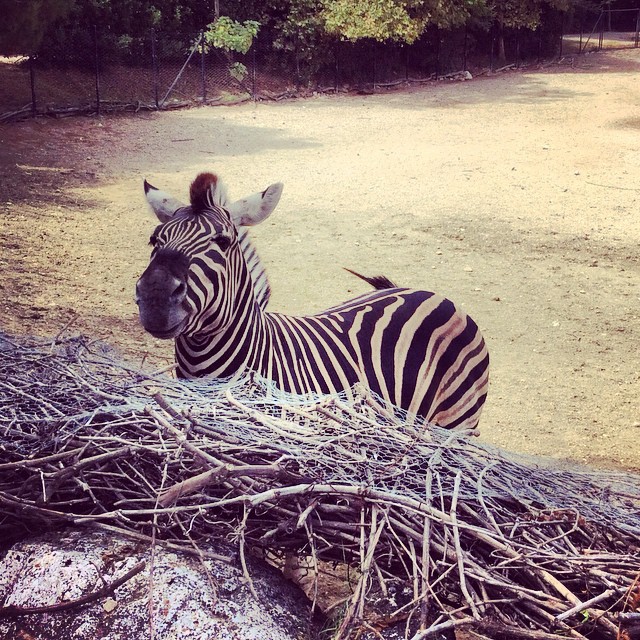#parcozoofalconara #whatsup in the #savannah - #cool #zebra at the #zoo