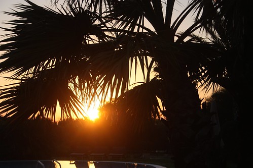 italy sun tree sunrise dawn sardinia palm swimmingpool palmtree canonefs1855mmf3556ii domusdemaria settiballas